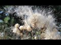 Осіння палітра- фільм про неймовірну красу природи в осінній час