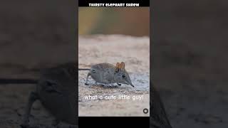 thirsty shrew #shrew #animals #wildlife #shrews #mammals #shortsfeed