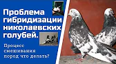 Николаевские голуби Вадима
