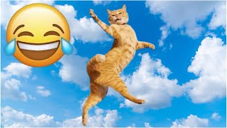 Try Not To Laugh 😂 New Funny Cats and Dogs Videos 🐶😹 Part 3