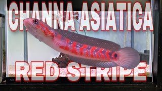 Settingan Tank Paling Cocok Untuk CHANNA ASIATICA RS - Menaikan Warna Merah Asiatica Red Stripe