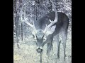 Arkansas Trail Cam, Public Land, 2020 Video 1 of 2