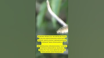 Mitos Pelihara  Jenis Burung Perkutut ini Bisa Kaya, benarkah...?