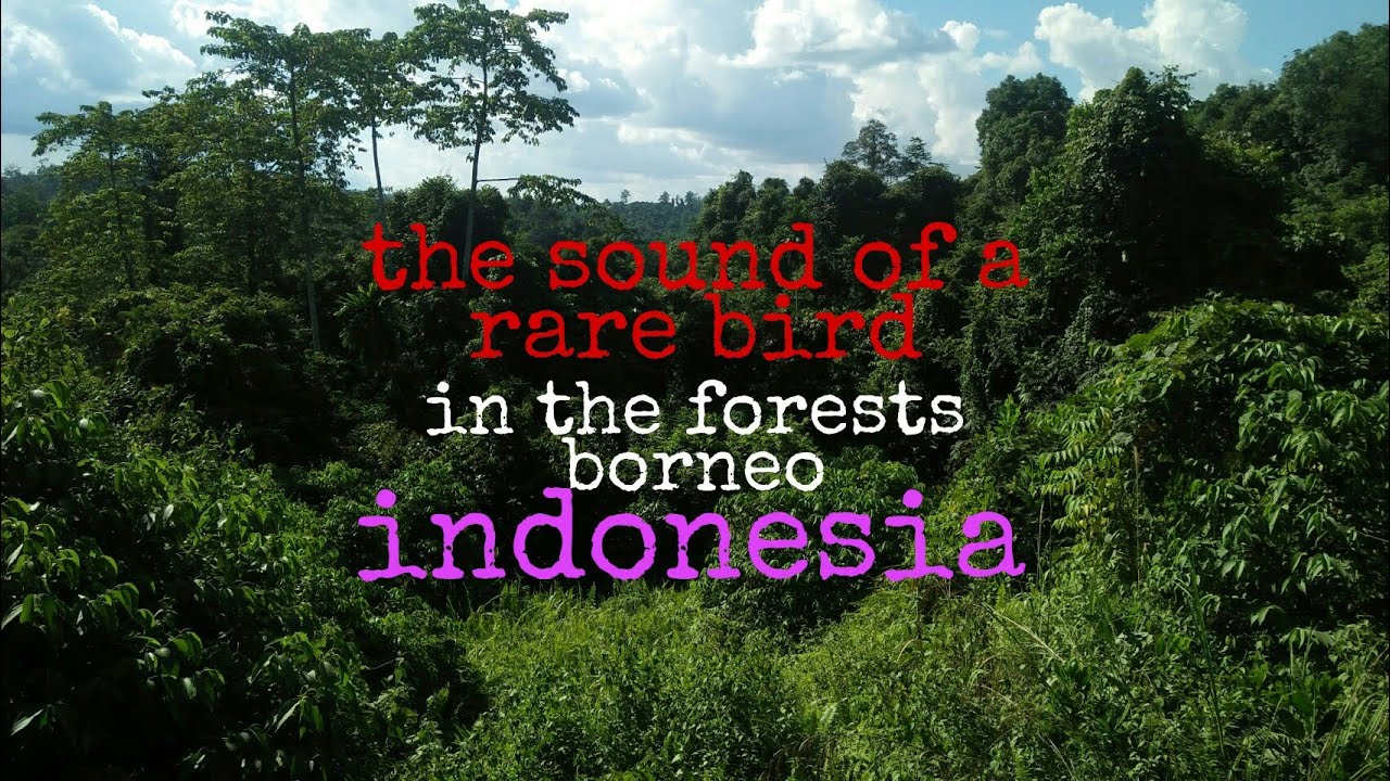 Suara burung langka dalam hutan kalimantan NO 2 