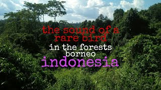 Suara burung langka dalam hutan kalimantan NO 2