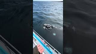 Close Encounter with a Southern Right Whale