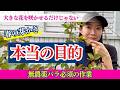 大輪を咲かせるだけじゃない！無農薬バラを病気や虫から守る「春の芽かき」2つの極意。