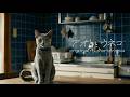 アオという猫がフクさんのグループホームに行った時の話#ショートドラマ