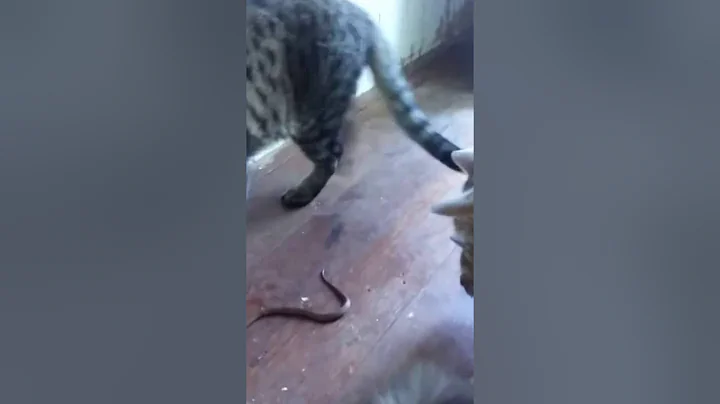 Four Cats Playing w/Snake in Kitchen (3of6)