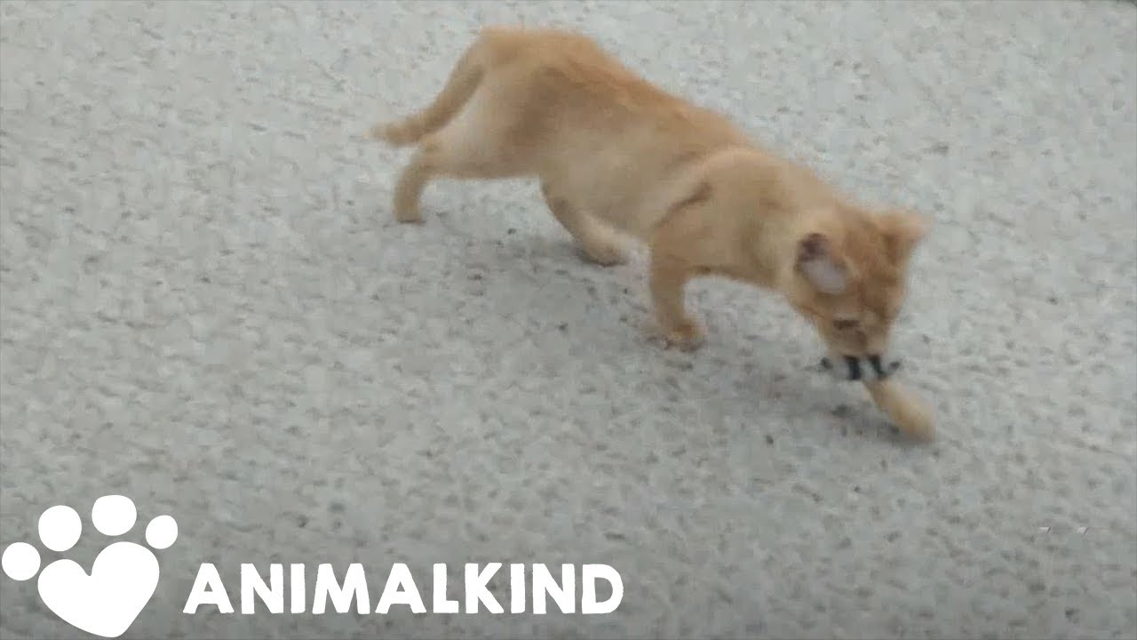 Animal investigator falls in love with kitten he rescued | Animalkind