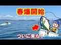 水温+5℃で海が激変…ついに明石沖・神戸沖で青物開幕【潮×チャンスタイム完全解説】