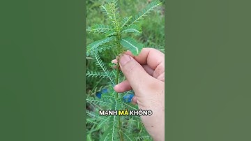 “Bí quyết giải độc gan từ cây chó đẻ răng cưa – bài thuốc dân gian quý!”