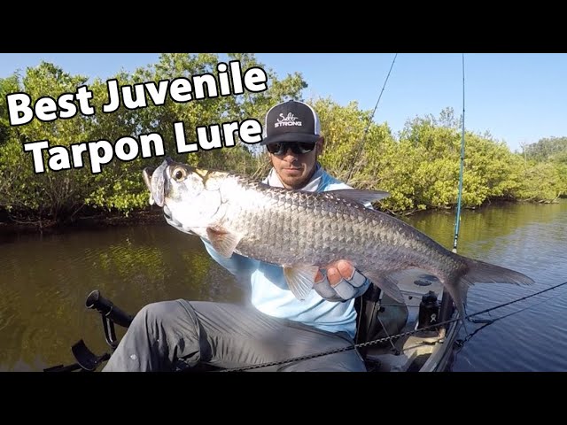 The Best Lure To Catch Juvenile Tarpon (Even If They're Being