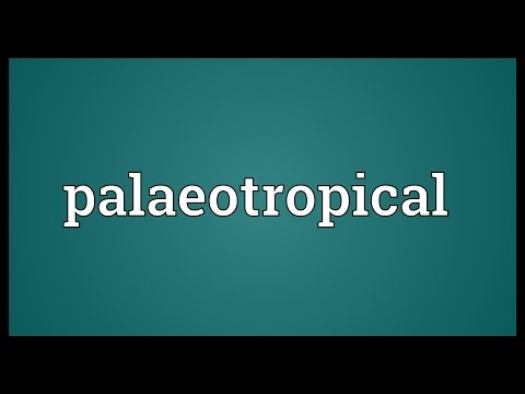 Header of palaeotropical
