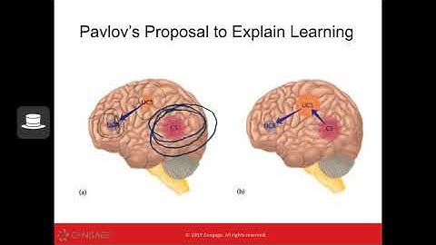 PSY 102 - Chapter 12 (Learning, Memory, and Intelligence)