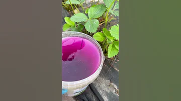 Уход за клубникой после плодоношения 🍓🍓🍓