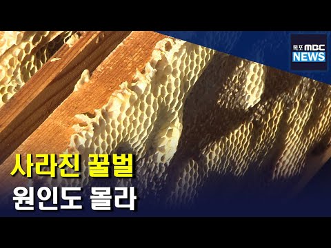 전남 꿀벌 50억마리 실종..2년 <strong>연속</strong> <strong>피해</strong>[목포MBC 뉴스데스크]