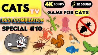 CAT Games | Ultimate Cat TV Compilation Vol 10 ✅ Episode SPECIAL ✅ 8 HOURS 🐝🐞🦋🦎🦜🐜🐭🧵