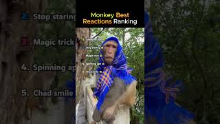 MONKEY BEST REACTIONS RANKING 👀🔥😂#funny #shorts