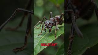 "Into the Wild: Unseen Secrets of the Amazon."#AmazonRainforest #Wildlife #AmazonJungle