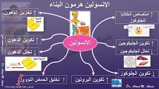 وظائف الإنسولين: الانسولين هرمون البناء