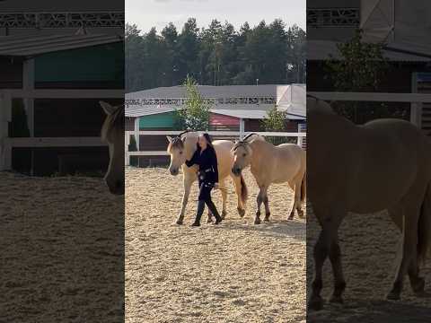 Видео: Холандски кон