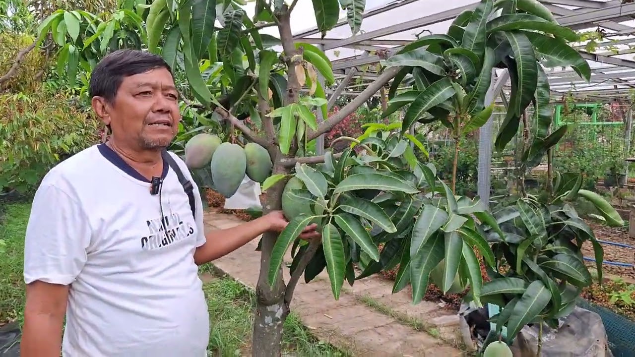 mangga coconut pakistan buah besar rasa manis