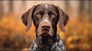 Are German Shorthaired Pointers Good Hunting Dogs?