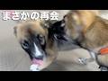 戻ってきた子犬…譲渡会の結果と、まさかの再会