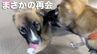 戻ってきた子犬…譲渡会の結果と、まさかの再会