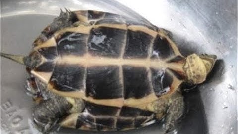 Ngắm những con rùa "qu.ý hiế.m" có giá hàng trăm triệu ở Việt Nam