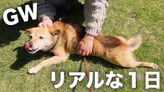 GWを満喫しているシニア犬コロちゃんの1日ルーティンがこちら。