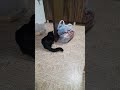 Кот играет со своим хвостиком)