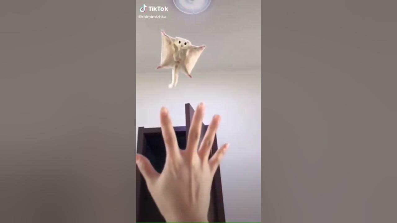 Мимимишка 😝🤭😍 - YouTube