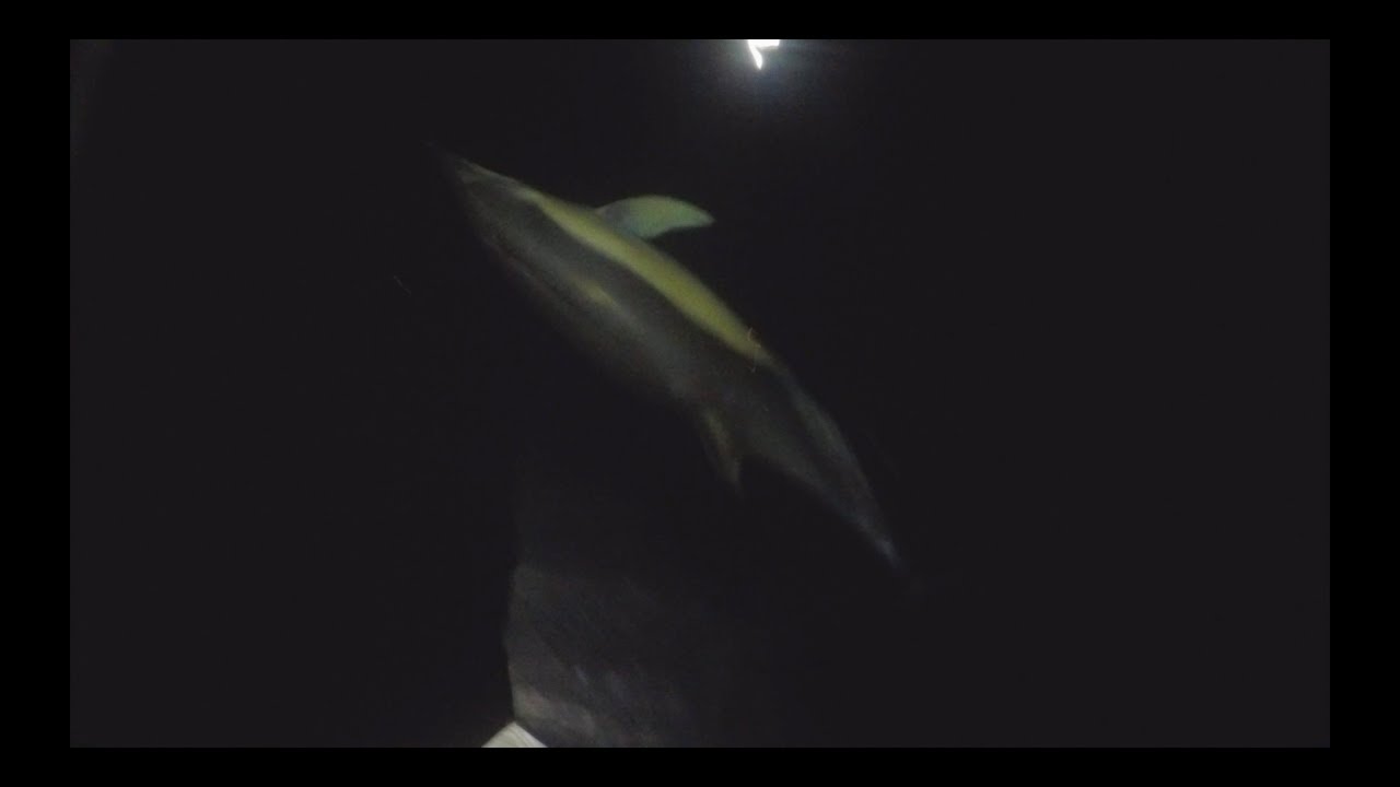 Vlog 2.44 Dolphins in the moonlight swimming next to the boat