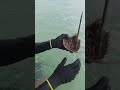 Nemu Hewan Purba di Jaring, Langsung Rilis Konservasi! 🦀