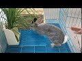 PETOPT Rabbit Cage Mats Bunny Hay Holder Rabbit Grass House Wih Mat Review PETOPT Rabbit Cage Mats Bunny Hay Holder Rabbit Grass House Wih Mat Review