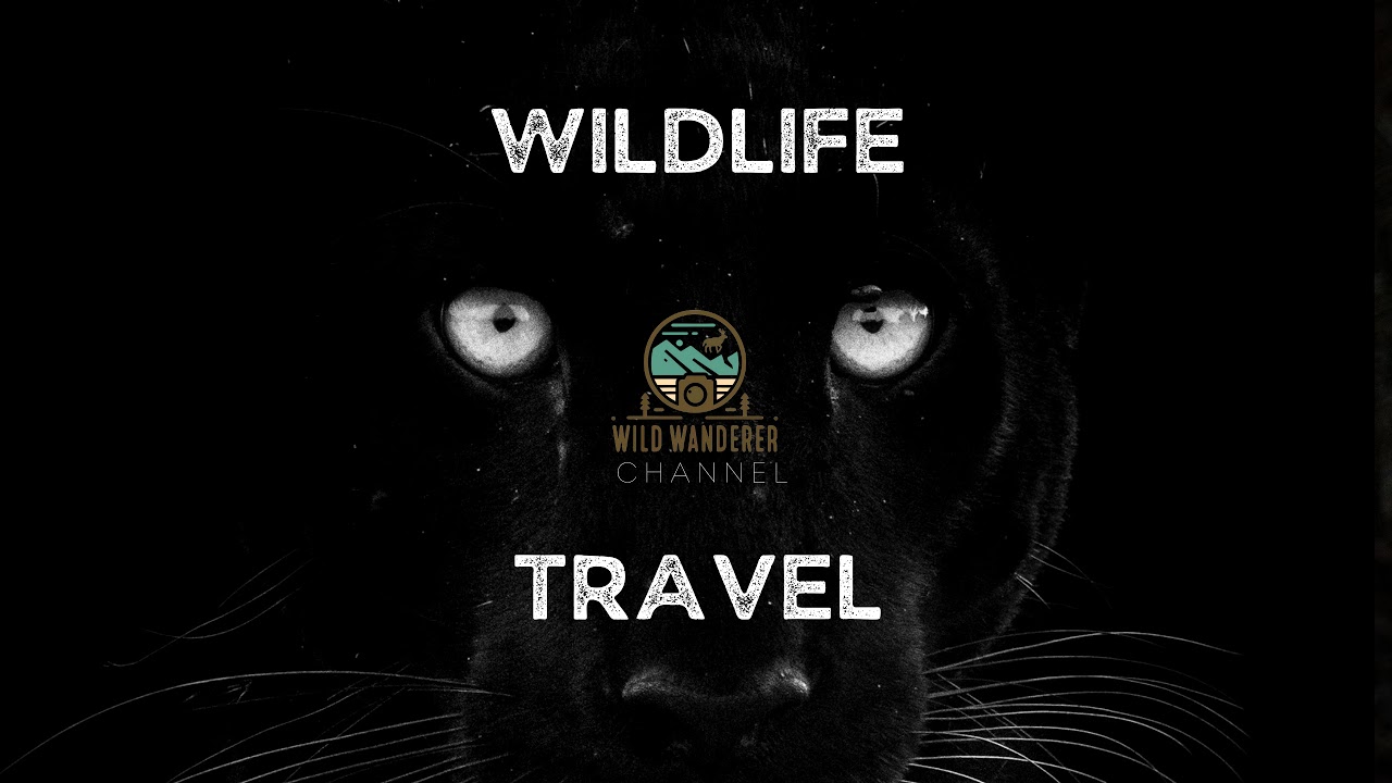 The Wild Wanderer  Live Stream