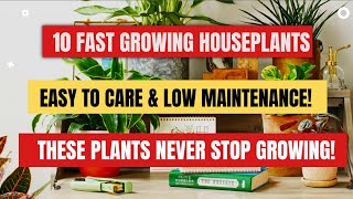 10 FAST GROWING HOUSEPLANTS
