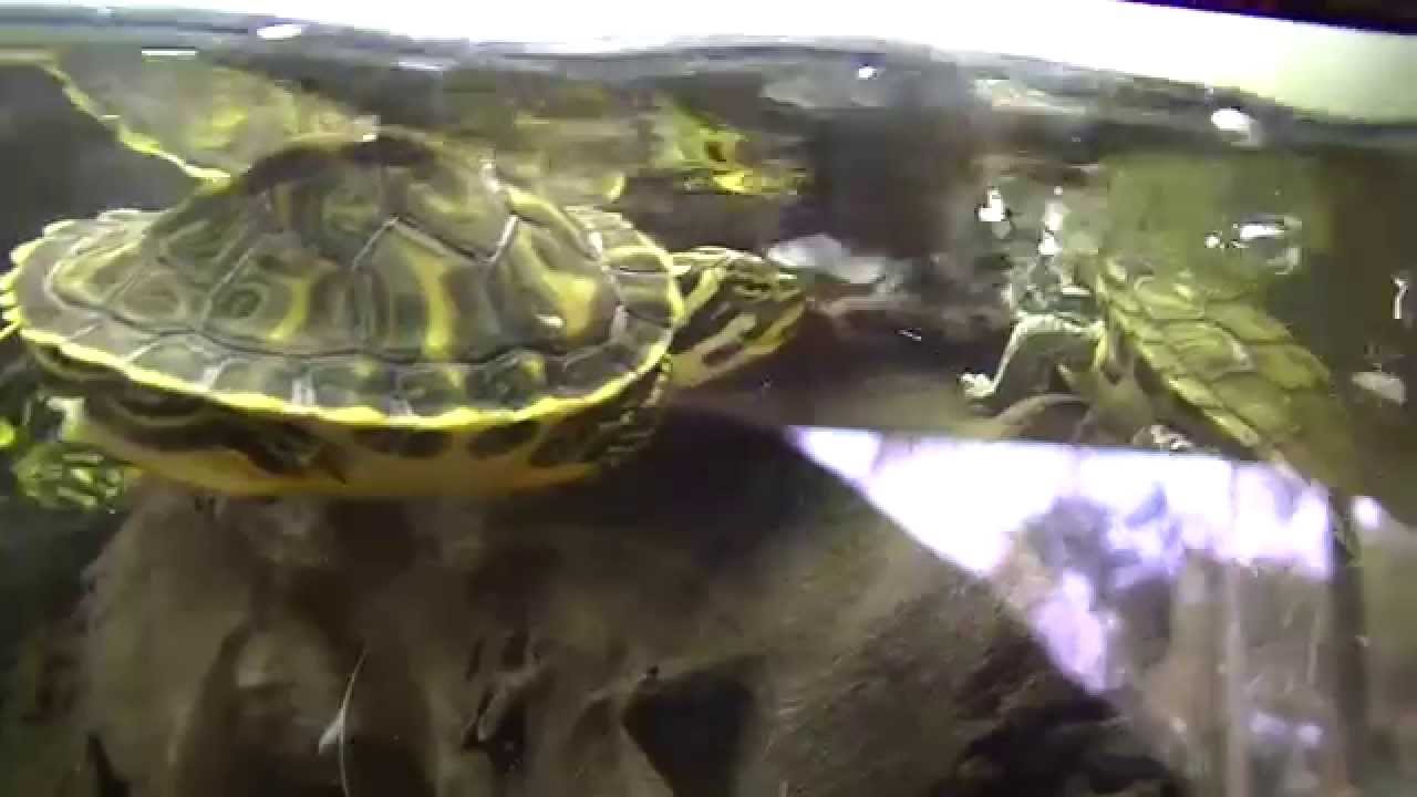 bassrush Turtle Terrarium Eclipse 29g Tall outside tank with Asian Eel