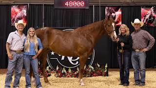 Ruby Buckle Stallion Owners Select Sale 3rd High Seller