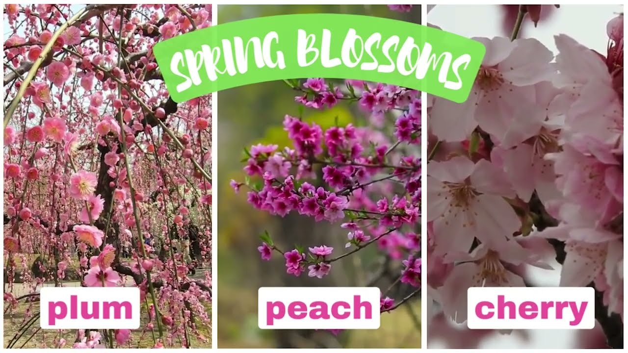 What's the Difference Between Plum, Peach, and Cherry Blossoms