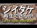 シイタケは再生できるか⁉　Can We Regrow Shiitake Mushroom？