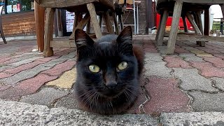 閉店後のお店のオープンテラスで寛ぐ黒猫をナデナデしたら