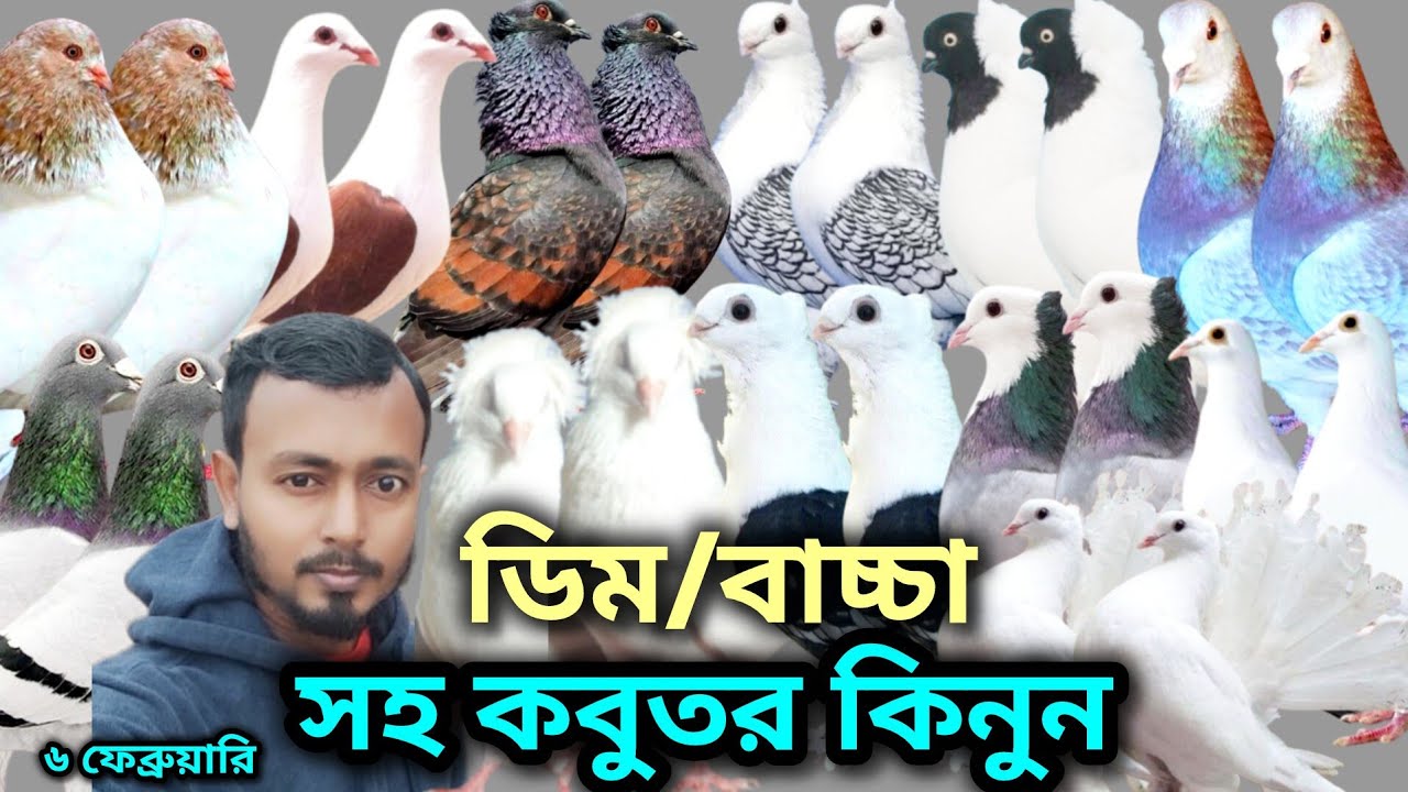 মন না চাইলেও কিনতে হবে// আজকের কবুতর// #কবুতর_পালন #কবুতরের_ভিডিও