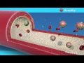 Vap lipid panel animation