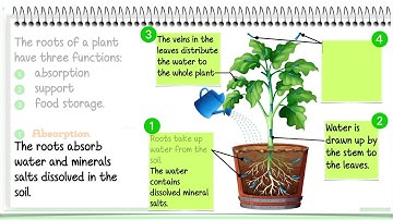 The Functions of Roots