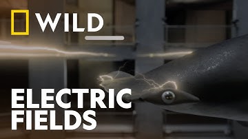 How Sharks Use Earth