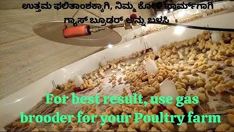 Gas brooder #brooder #gas #poultry #farming #chicken #best #top10 #service #farmer #heater #boiler