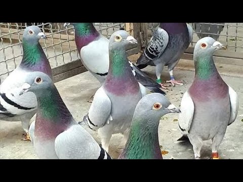 Vídeo: Hablar Con Palomas Y Ver Imágenes Fantásticas - Vista Alternativa